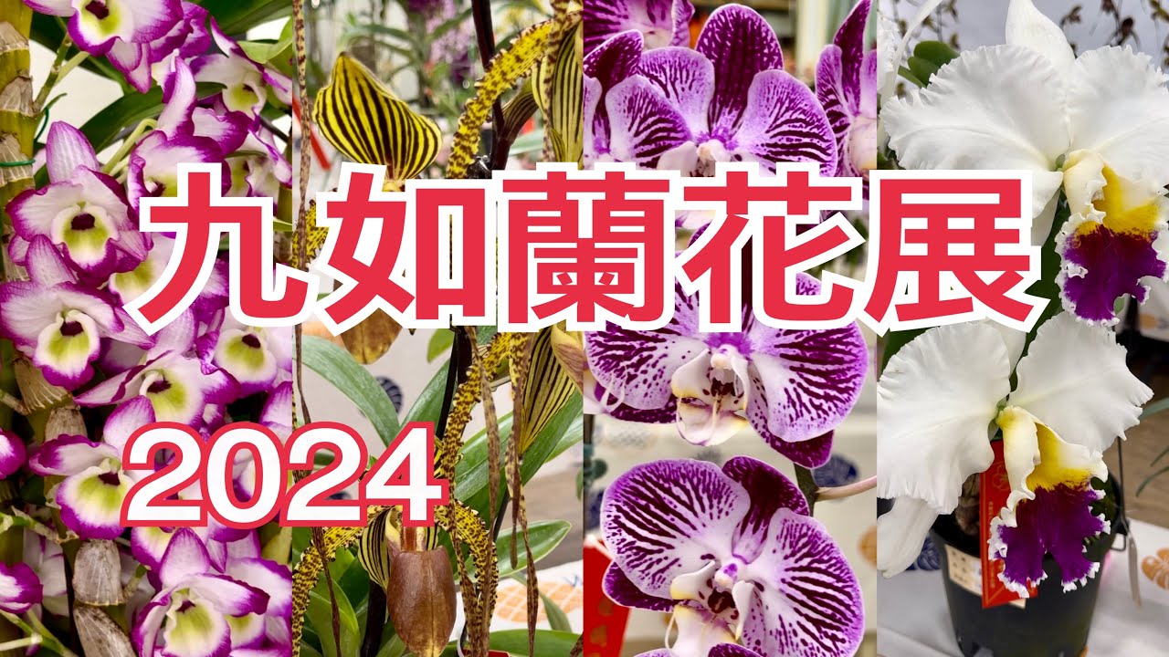 九如蘭花展，各種漂亮的蘭花齊聚一堂，賞心悅目啊！2024.04.05