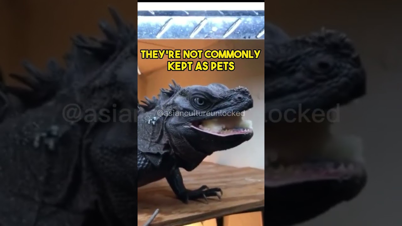 A Mythical Dragon That's Actually Real??