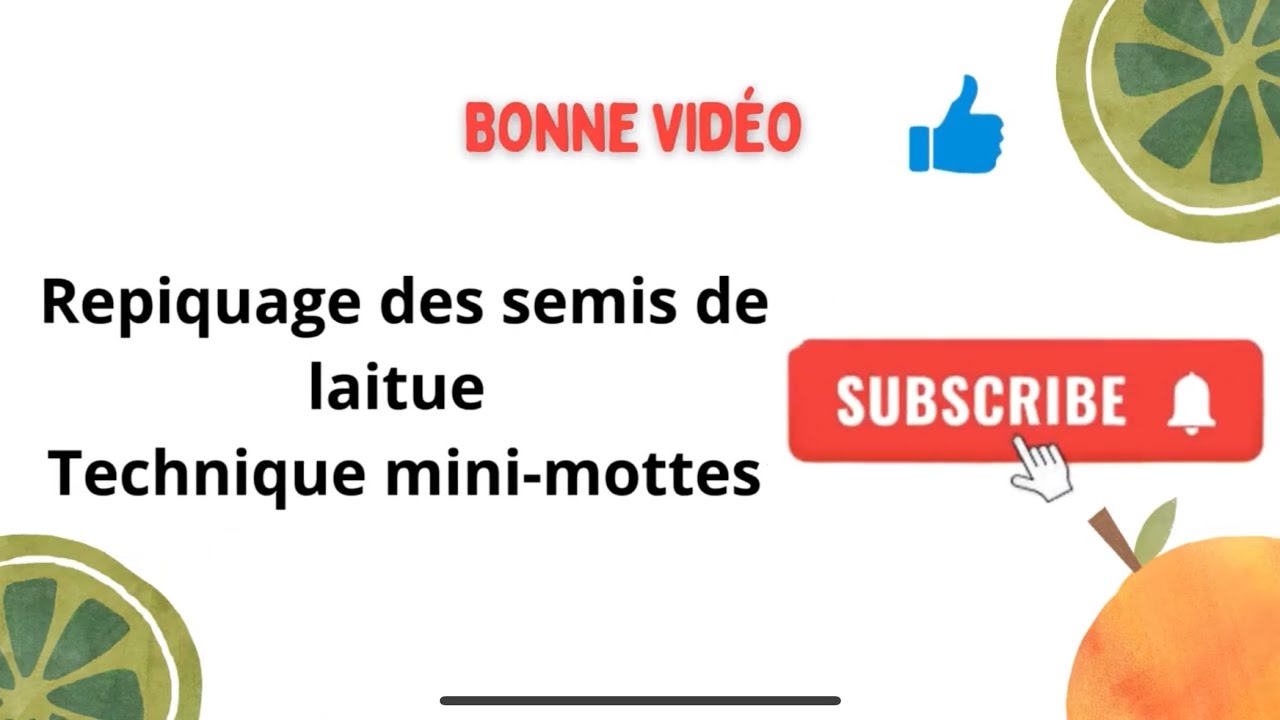 REPIQUAGE DES SEMIS DE LAITUE