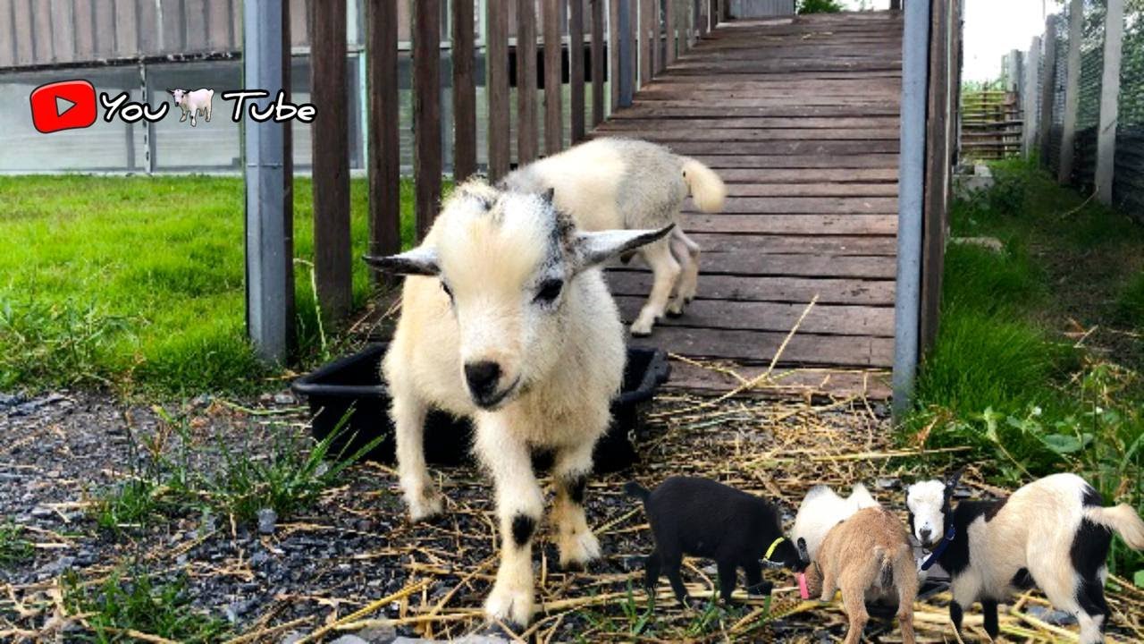 The goats are eating and playing happily.