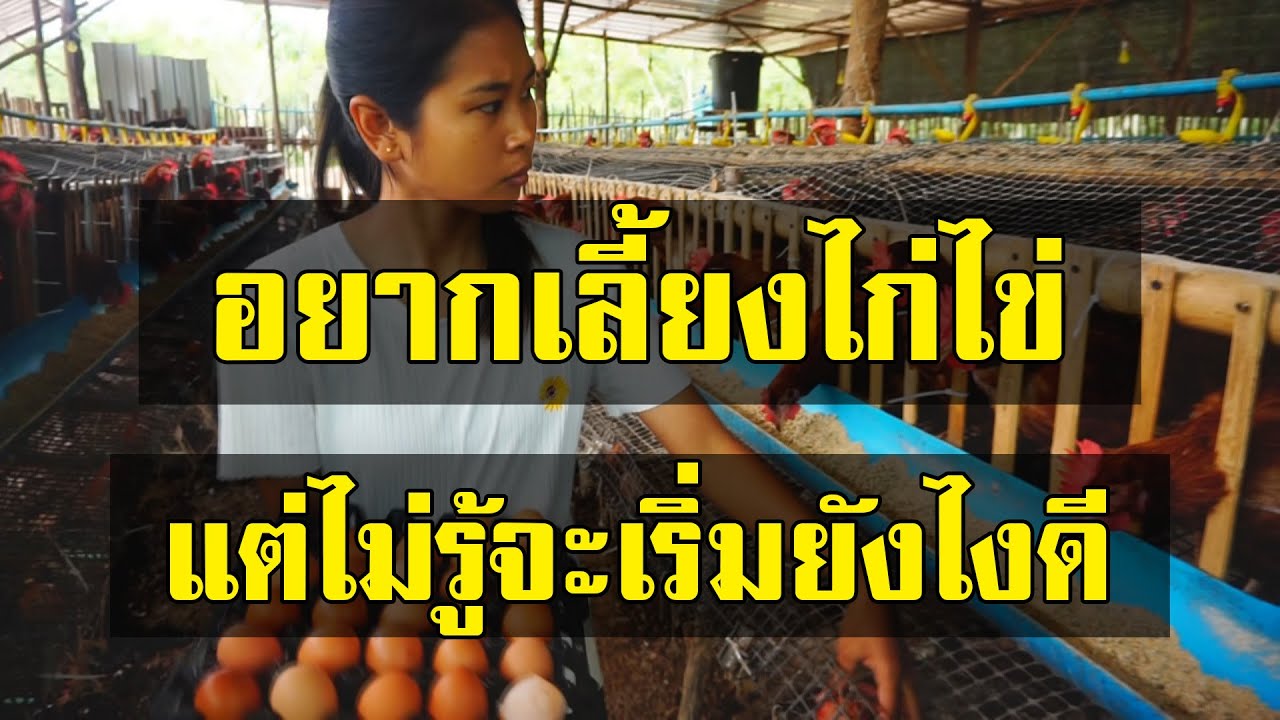 อยากเลี้ยงไก่ไข่..แต่ไม่รู้จะเริ่มยังไงดี(คลิปนี้มีคำตอบ)