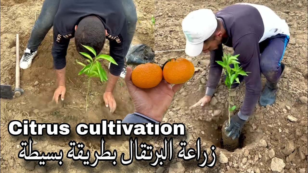 من أرض قاحلة إلى جنة خضرات زراعة الحمضيات بشتى أصنافها Citrus cultivation Algérie 