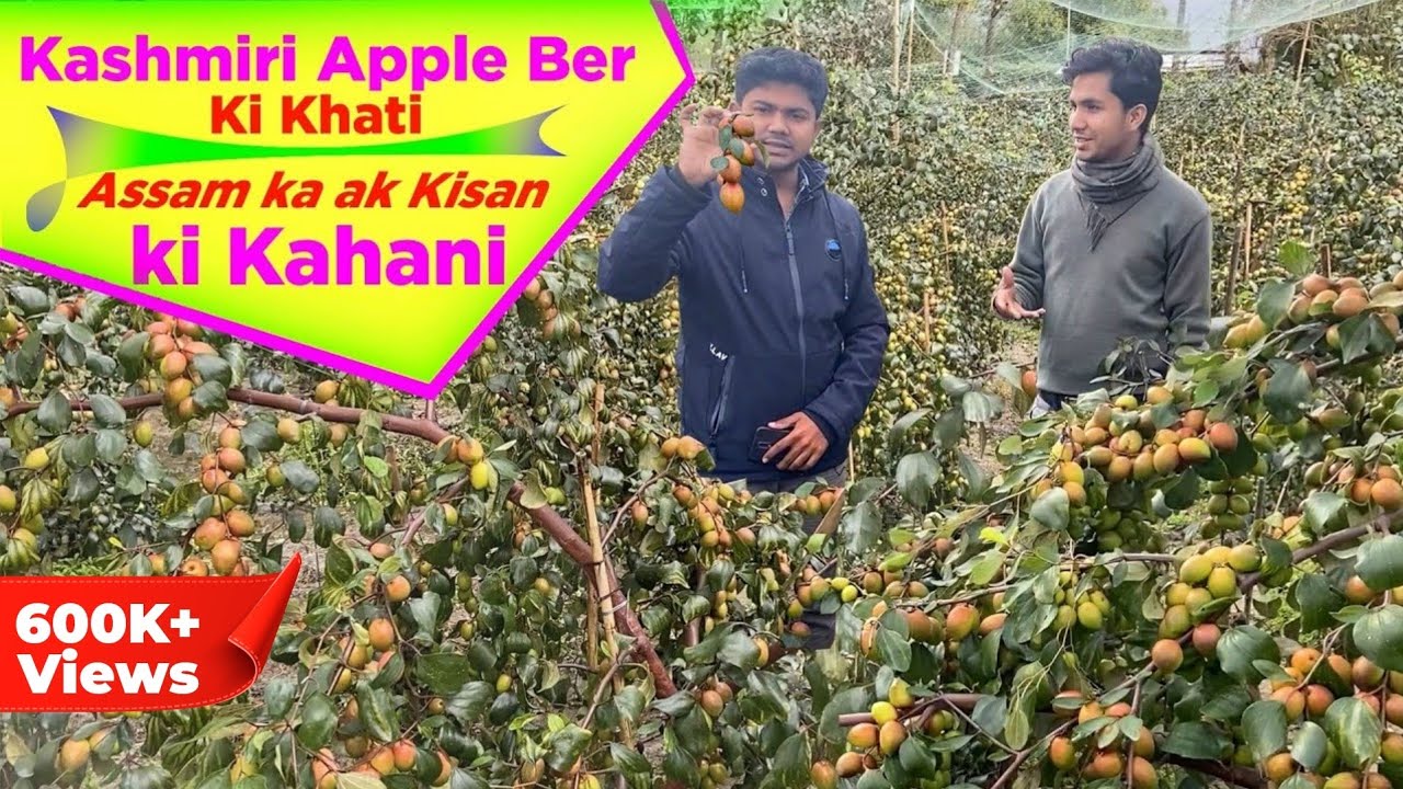 शिक्षित युवाओं द्वारा Kashmiri Apple Ber की सफल खेती || पहले साल में इसे 9 लाख रुपये का फायदा हुआ