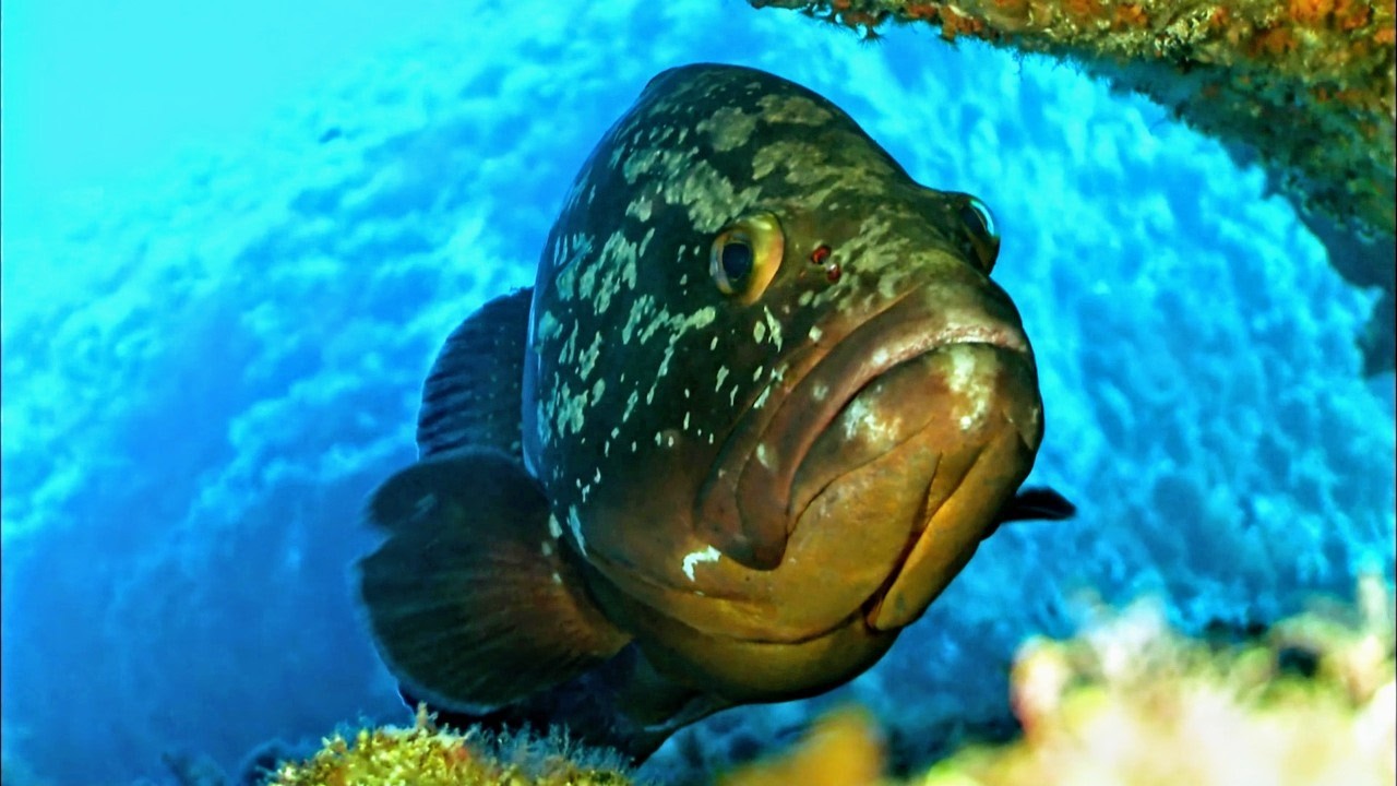 Корсика и сокровища морских глубин