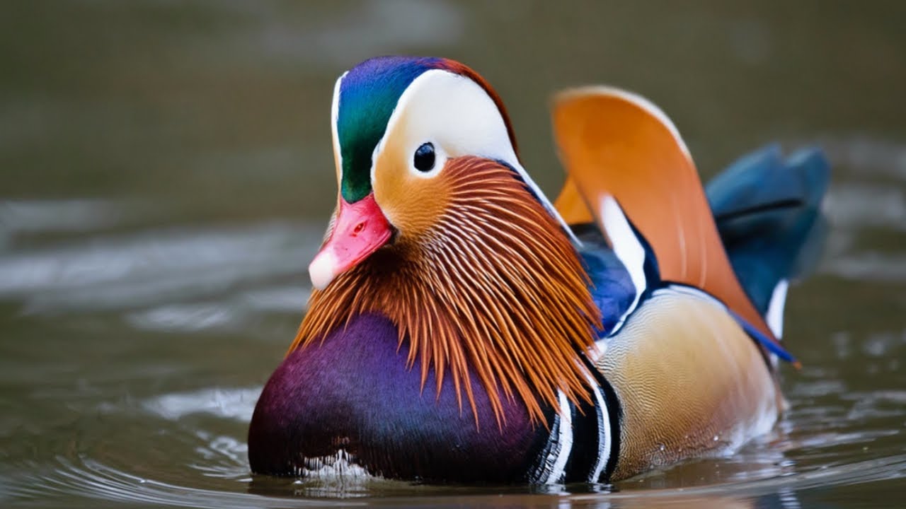 O pato mais bonito do mundo (Pato Mandarim)