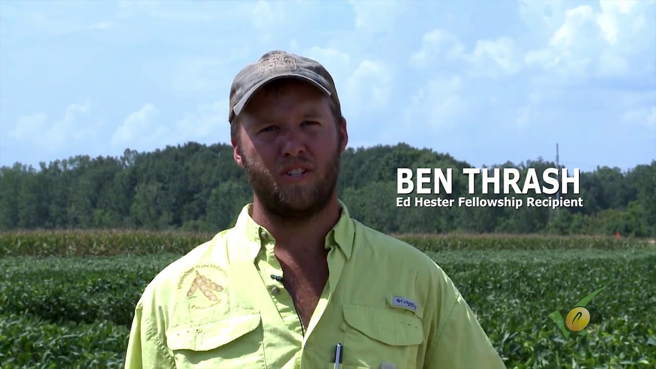 Insect Defoliation Thresholds