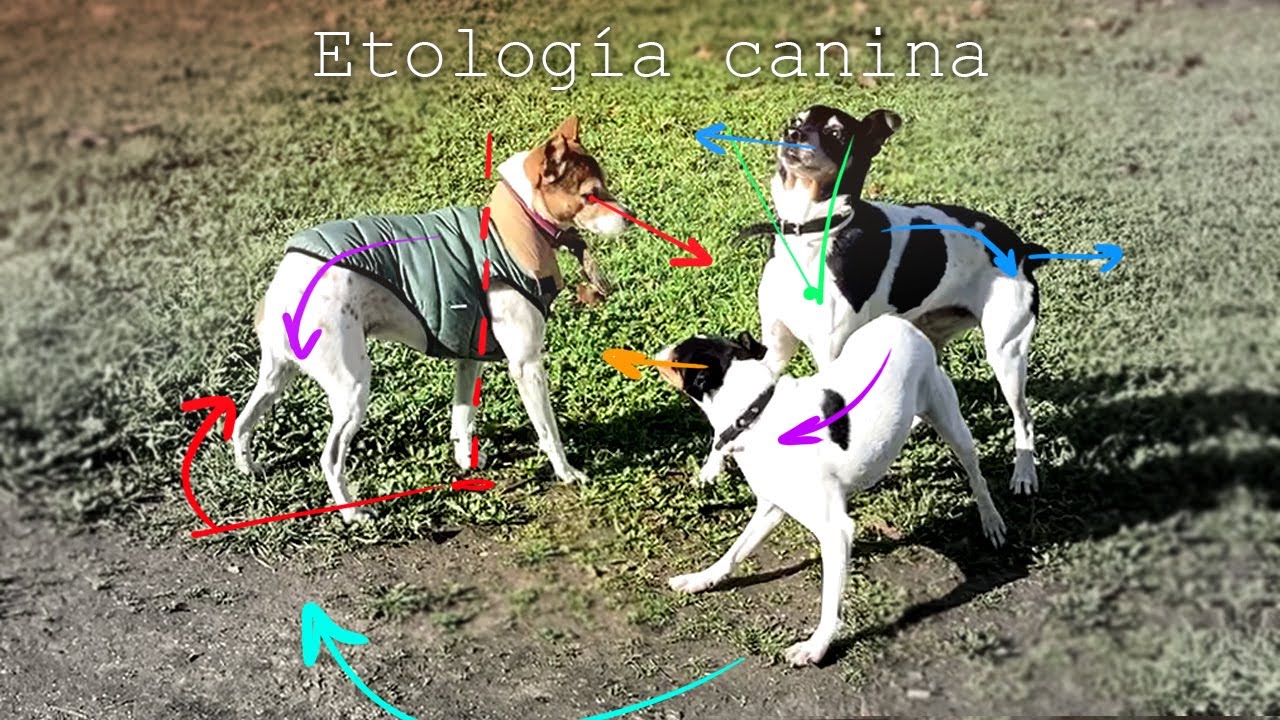 Comunicaci&oacute;n canina - Tensi&oacute;n, desplazamiento y apaciguamiento - Etolog&iacute;a canina -
