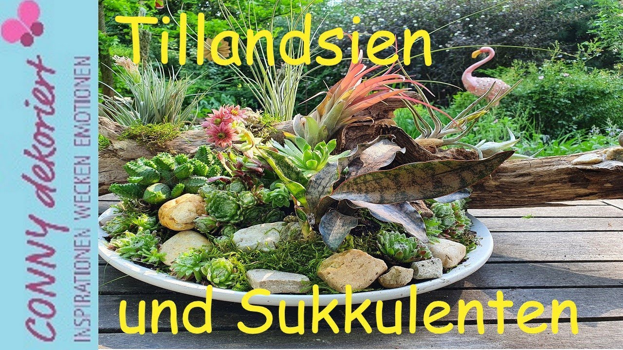 Tillandsien und Sukkulenten auf der Baumwurzel| Natürliche Tisch Deko mit Moos und Steinen