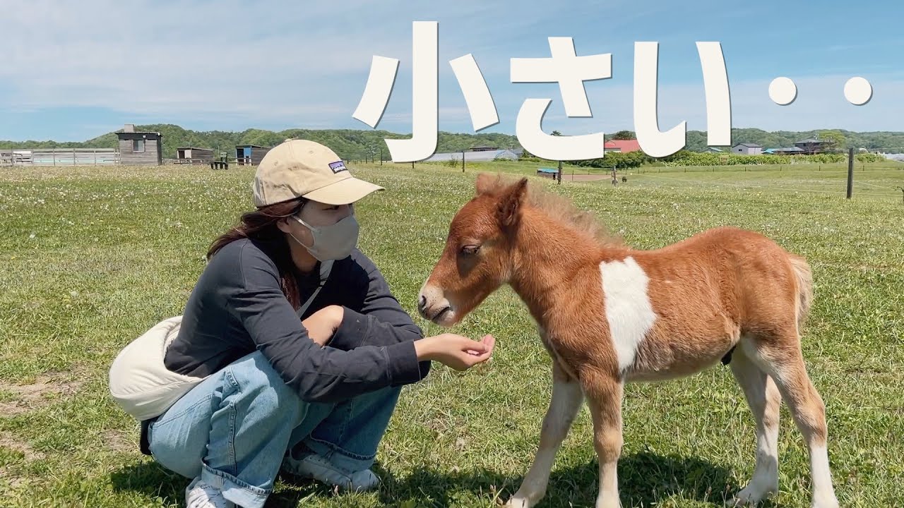 【北海道】え、本当に馬！？超人懐っこいミニチュアホース。道の駅スタンプラリー制覇の旅、日高エリア！