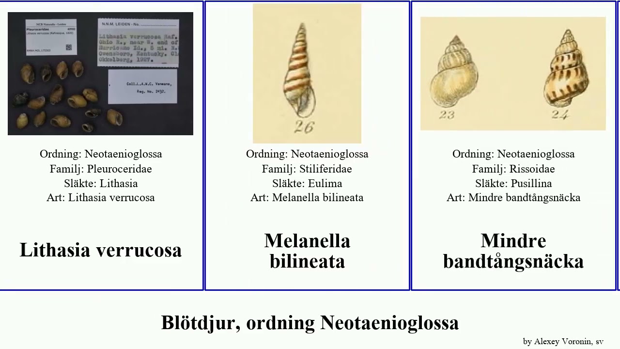 Bl&ouml;tdjur, ordning Neotaenioglossa elimia lithasia lima philippi mollusca bufo gigas impressa picta