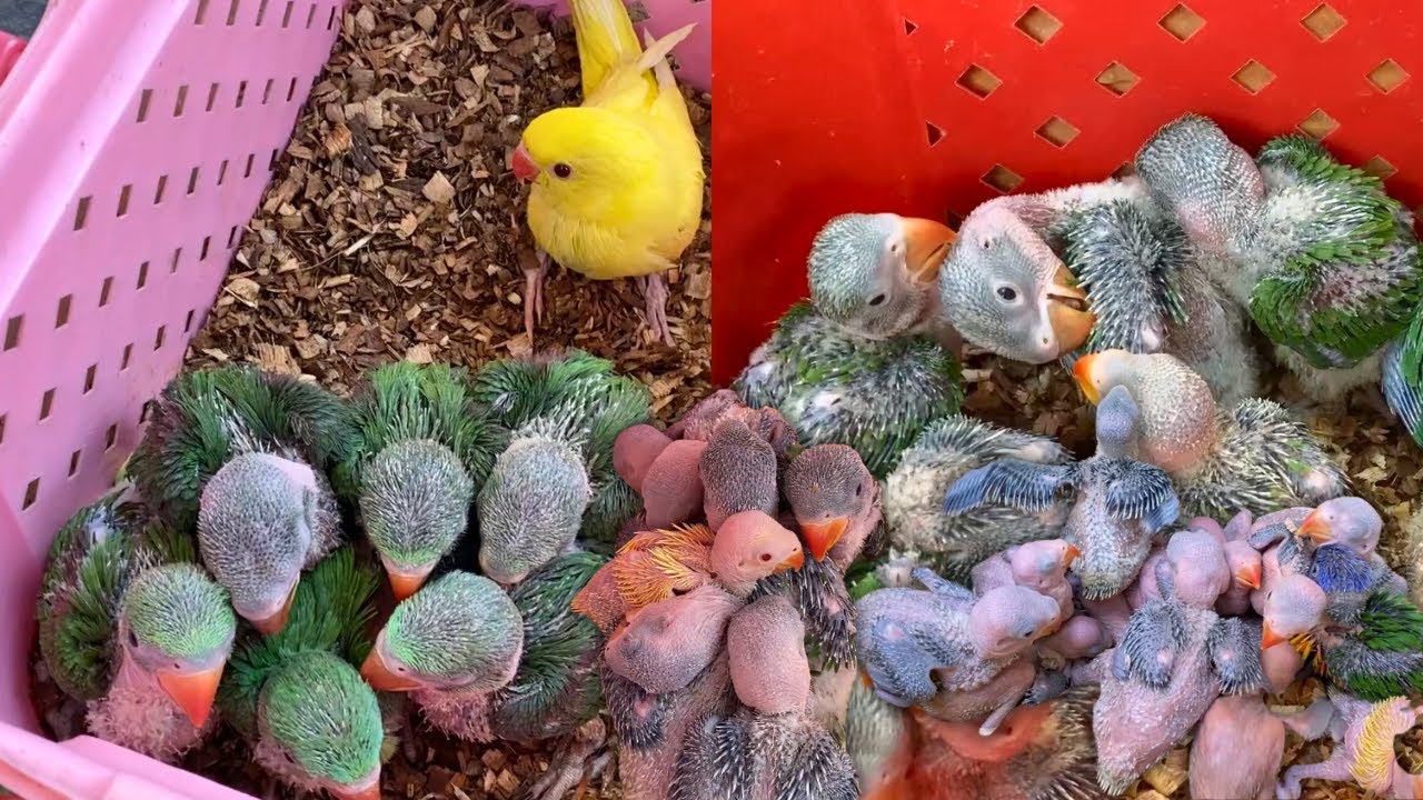 Alexandrine Parrot Baby + Yellow & Green Ringneck Babies 😍