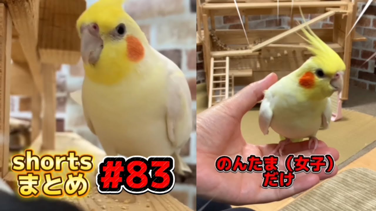 意外と混雑…オカメインコの遊び場裏通クラッシュ！？のんたましか来ない💧他shortsまとめ＃８３  #オカメインコ #cockatiel #鳥のいる生活 #parrots #鳥 #インコ #鳥馬鹿メラ