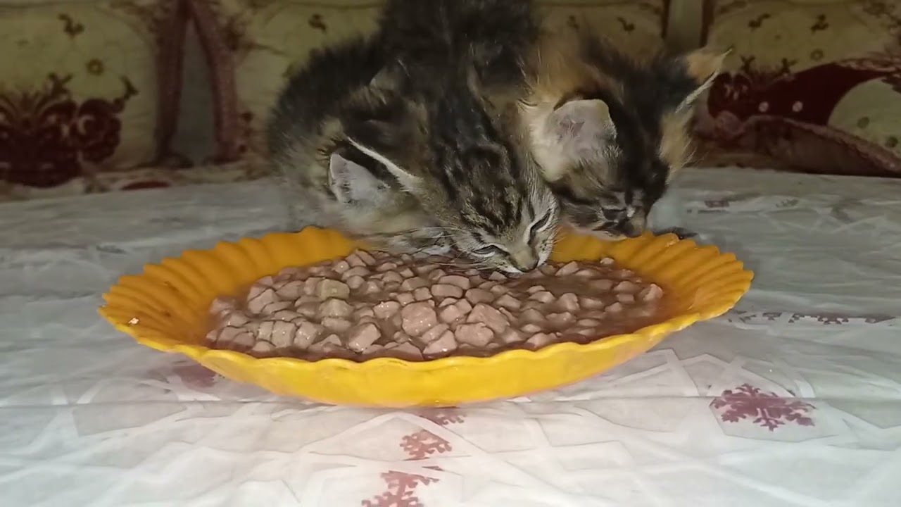 I rescued three beautiful kittens after someone abandoned them