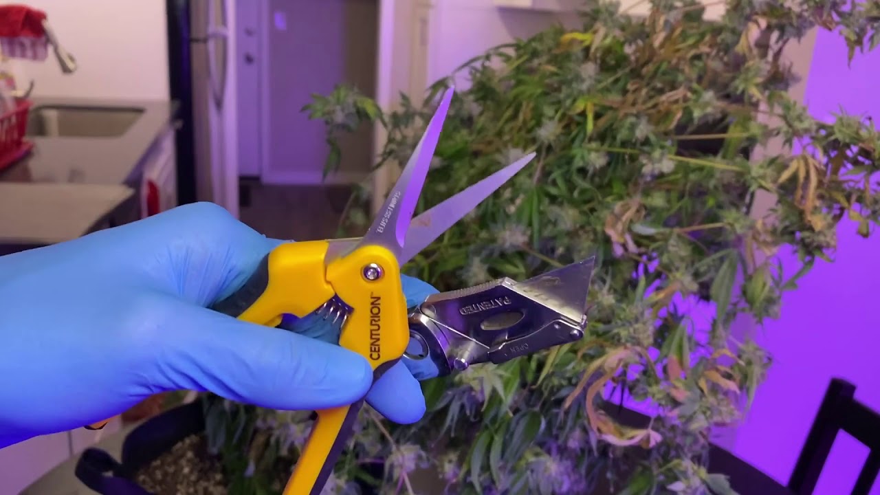 Budget Grow Update (Part 7, We Harvesting!!)