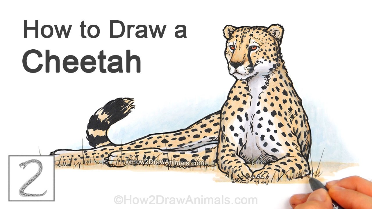 How to Draw a Cheetah