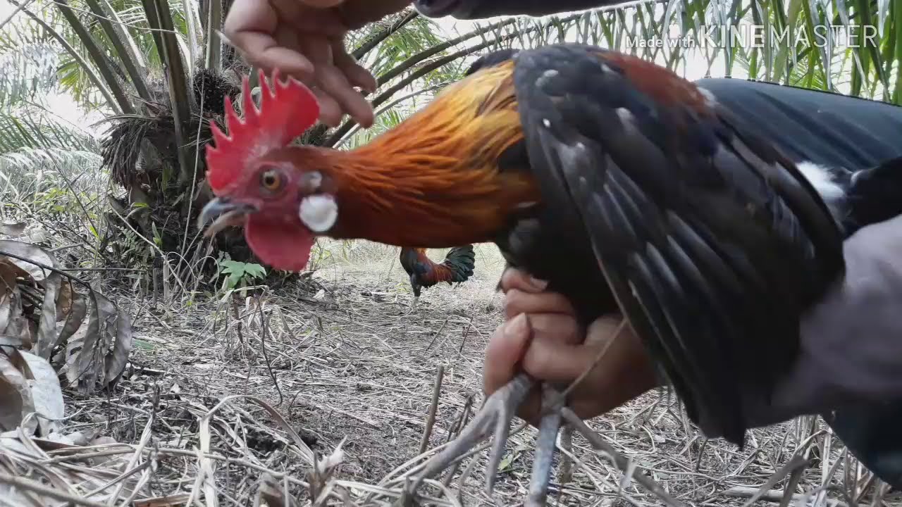 How to catch red junglefowl with rope trap in Indonesia #redjunglefowl