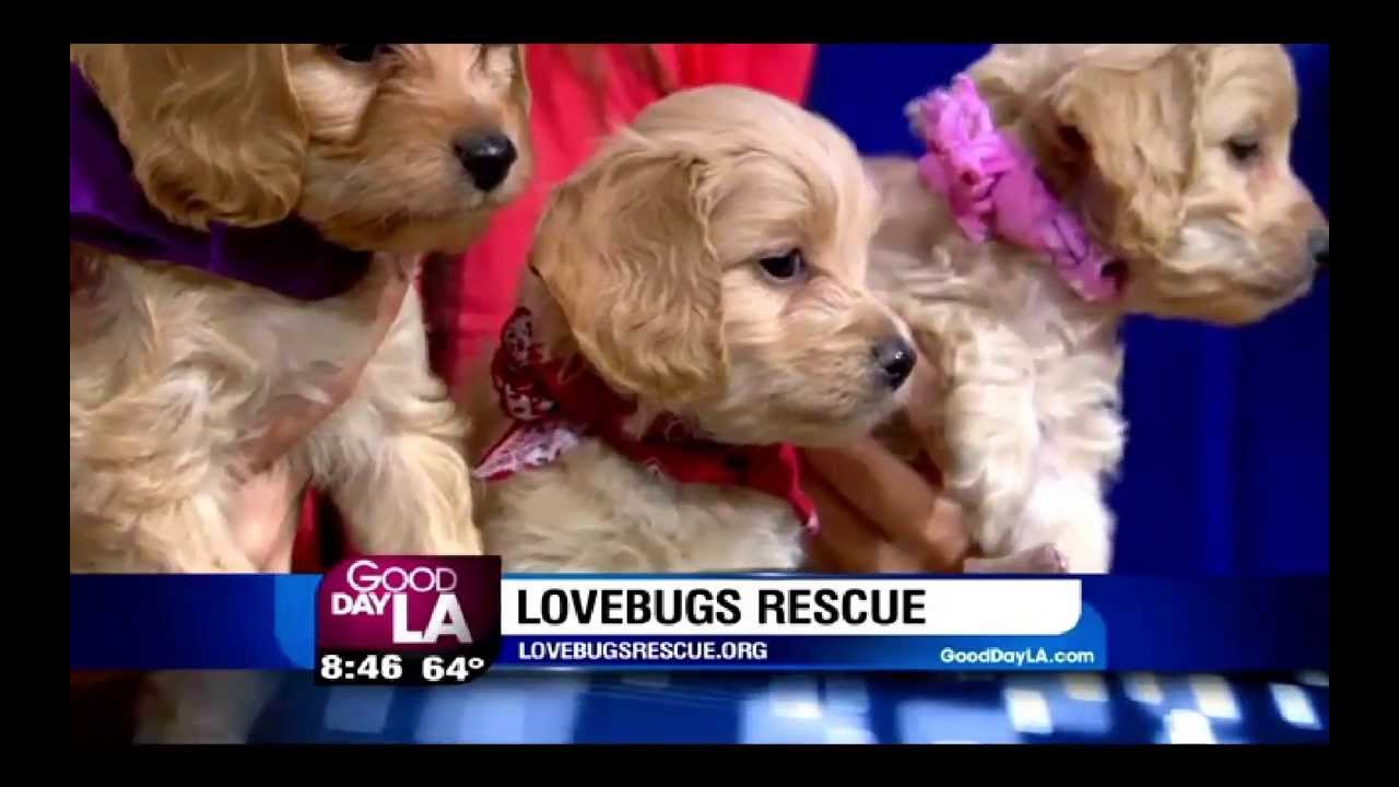 Lovebugs on MyFoxLA for Halloween