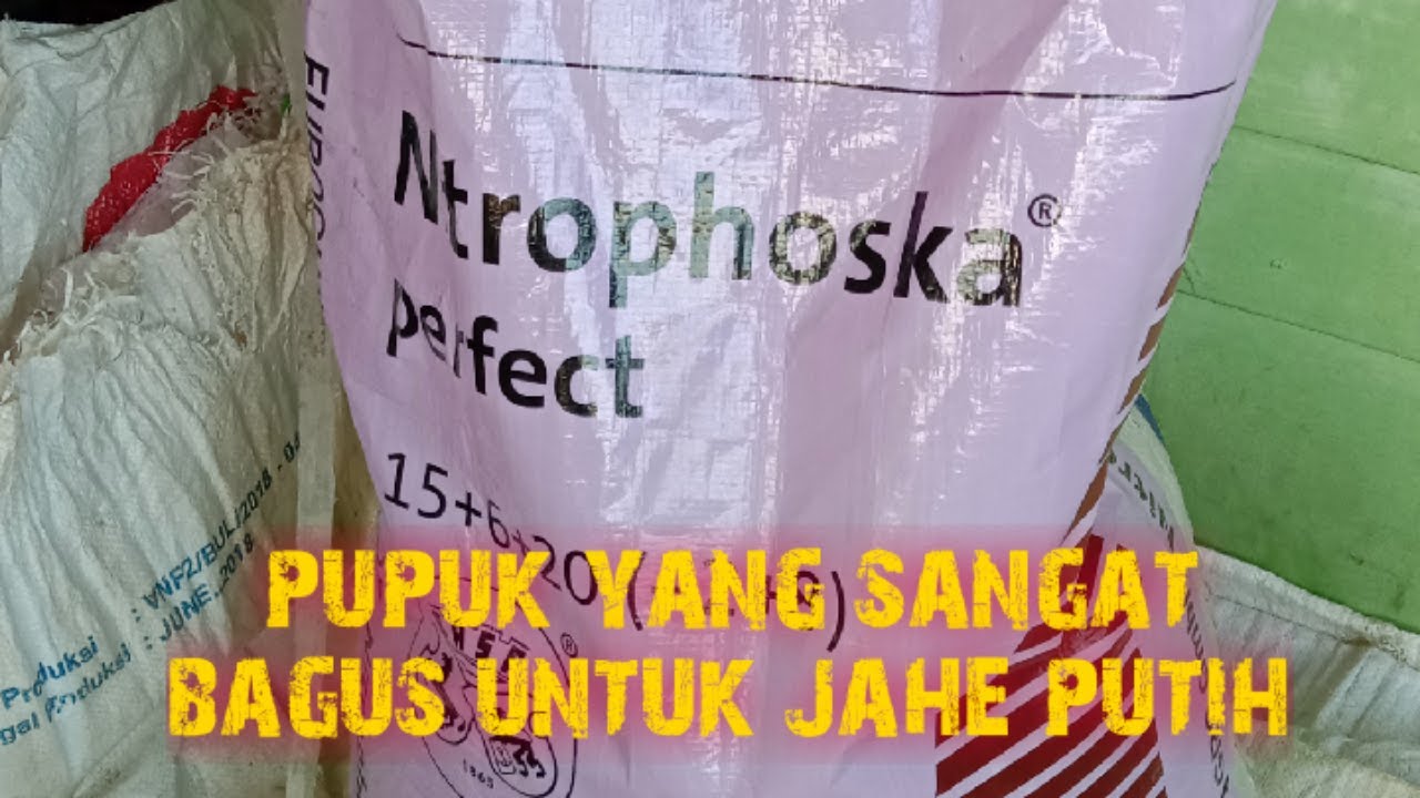 pupuk kimia buat jahe putih