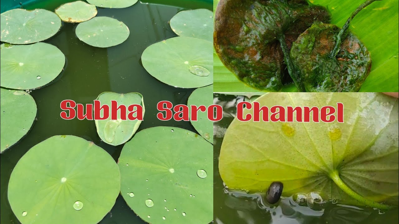 தாமரை செடியின் பிரச்சினைக்கு எளிய தீர்வுகள்/ Lotus plant problems and it's solution