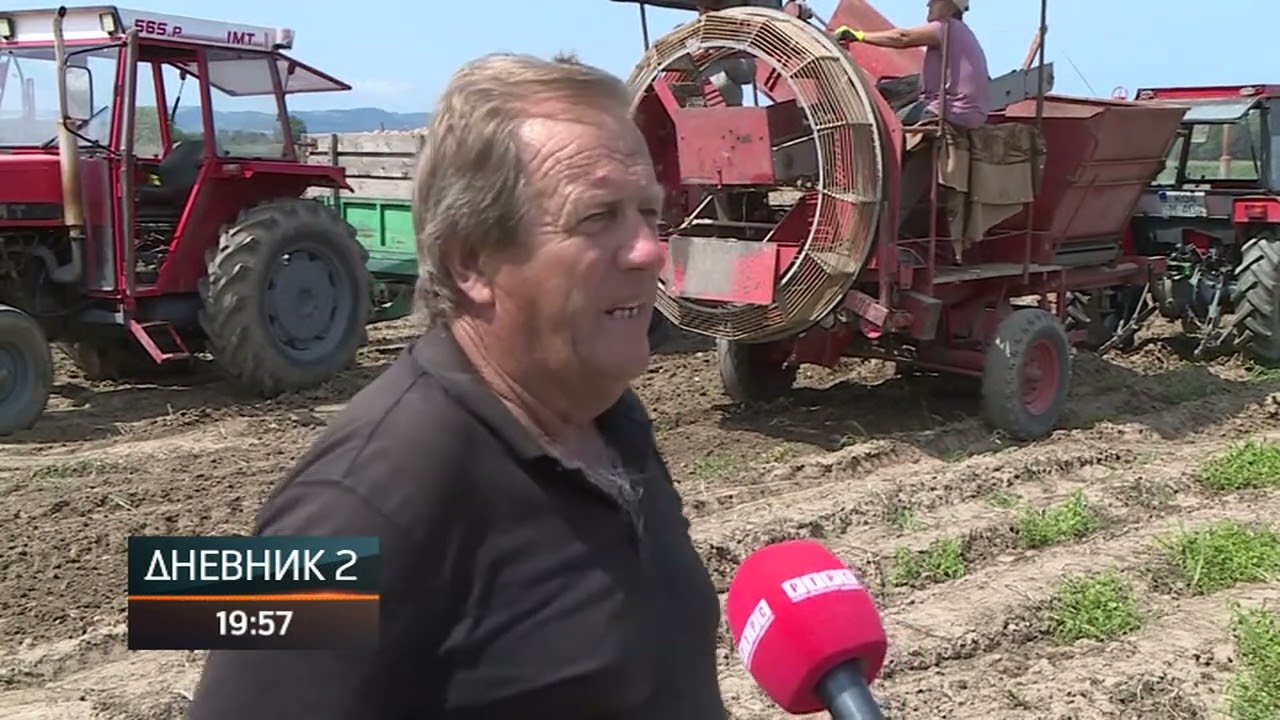 Bijeljina: Proizvođači industrijskog krompira zadovoljni prinosom i otkupnom cijenom