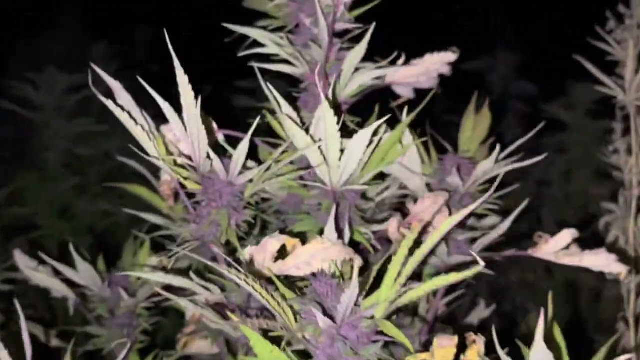 DANK PURPLE WEED HARVEST!