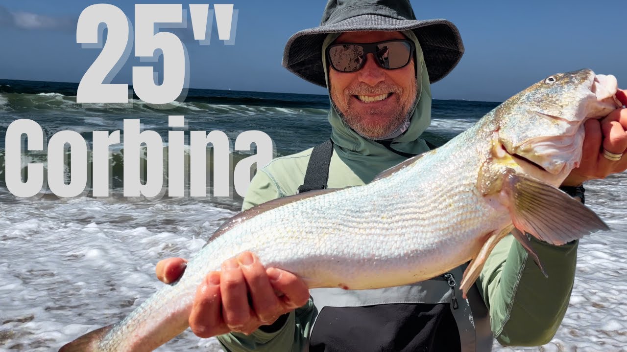 ОГРОМНАЯ 25-дюймовая КОРБИНА, пойманная во время морской рыбалки на веслохвоста! Поймай и пригото...