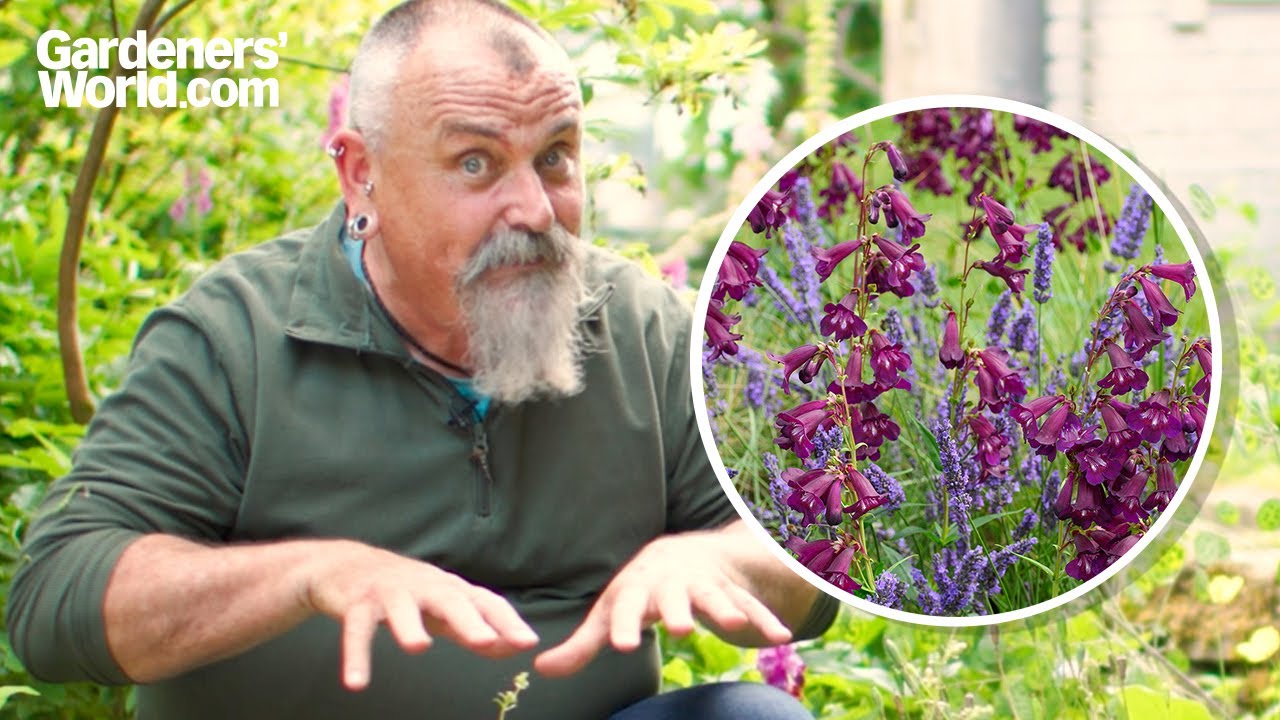 Perfect PENSTEMON | David's penstemon grow and care guide