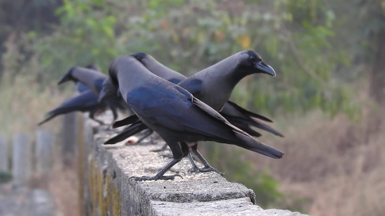 Feeding Behaviour of House Crow | Full HD | New Mumbai | 2020