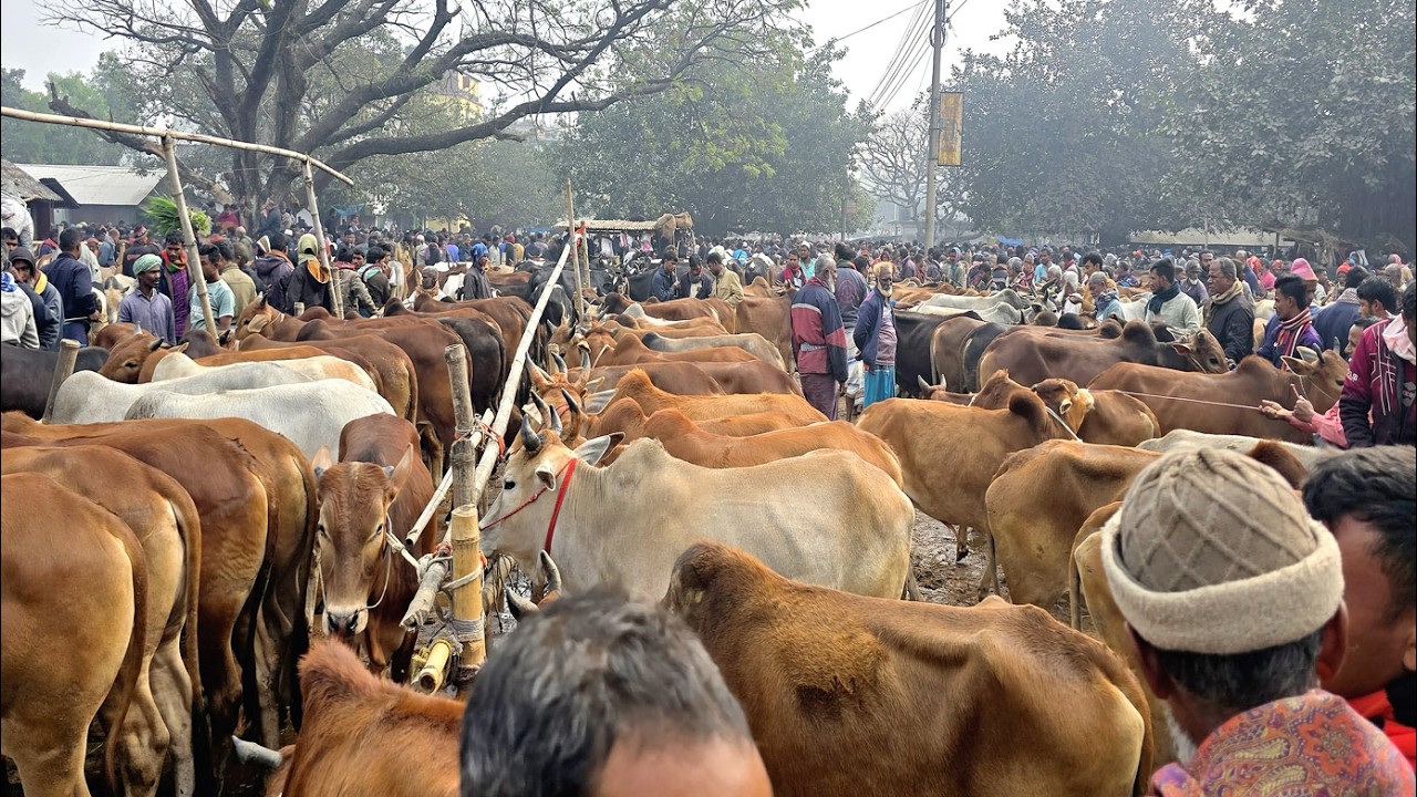 ৮/২)২৬/মাথাই নষ্ট জাতীয় সংসদ নির্বাচনের আগে এ কি আমদানি হল বলদ গরুর জয়পুরহাট নতুন হাটে।