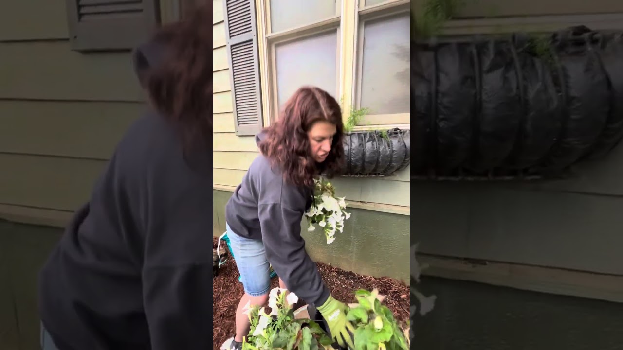 Shade Window Box Planting