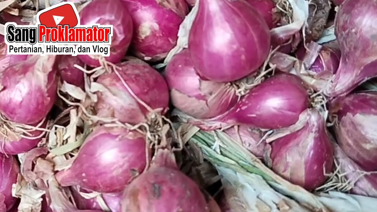 RAMADHAN KE 12 BOSSKU...!!! HARGA BAWANG MERAH HARI INI, SENIN, 2/3/2026 DIPASAR PROBOLINGGO