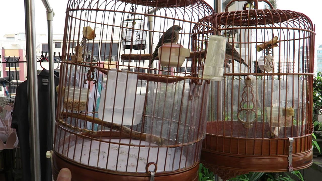 Lemon finch and Grey Finch Bird