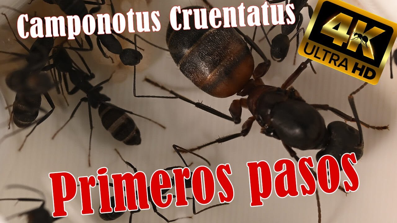 Fundación de colonia | CAMPONOTUS CRUENTATUS