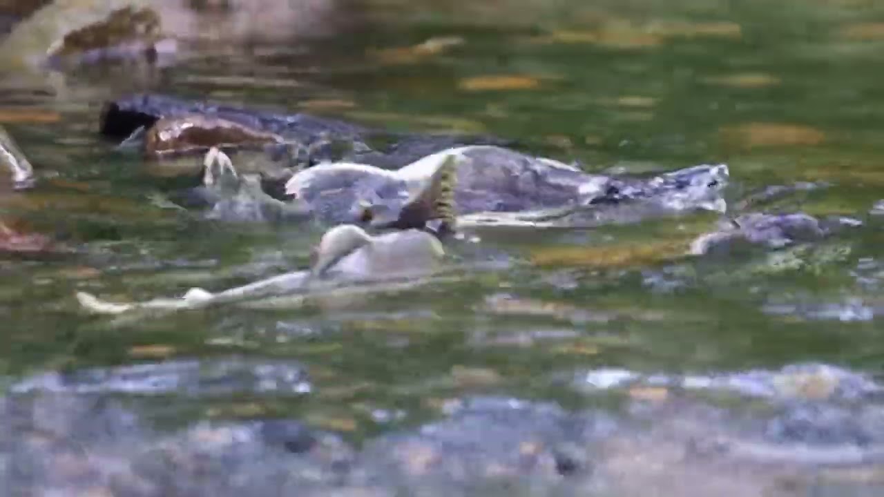 Spawning salmon in Juneau, AK