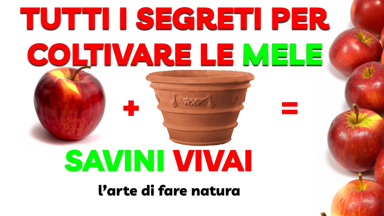 TUTORIAL: raccogliere MELE dal TUO albero anche in vaso? Coltivare le mele secondo - SAVINI VIVAI
