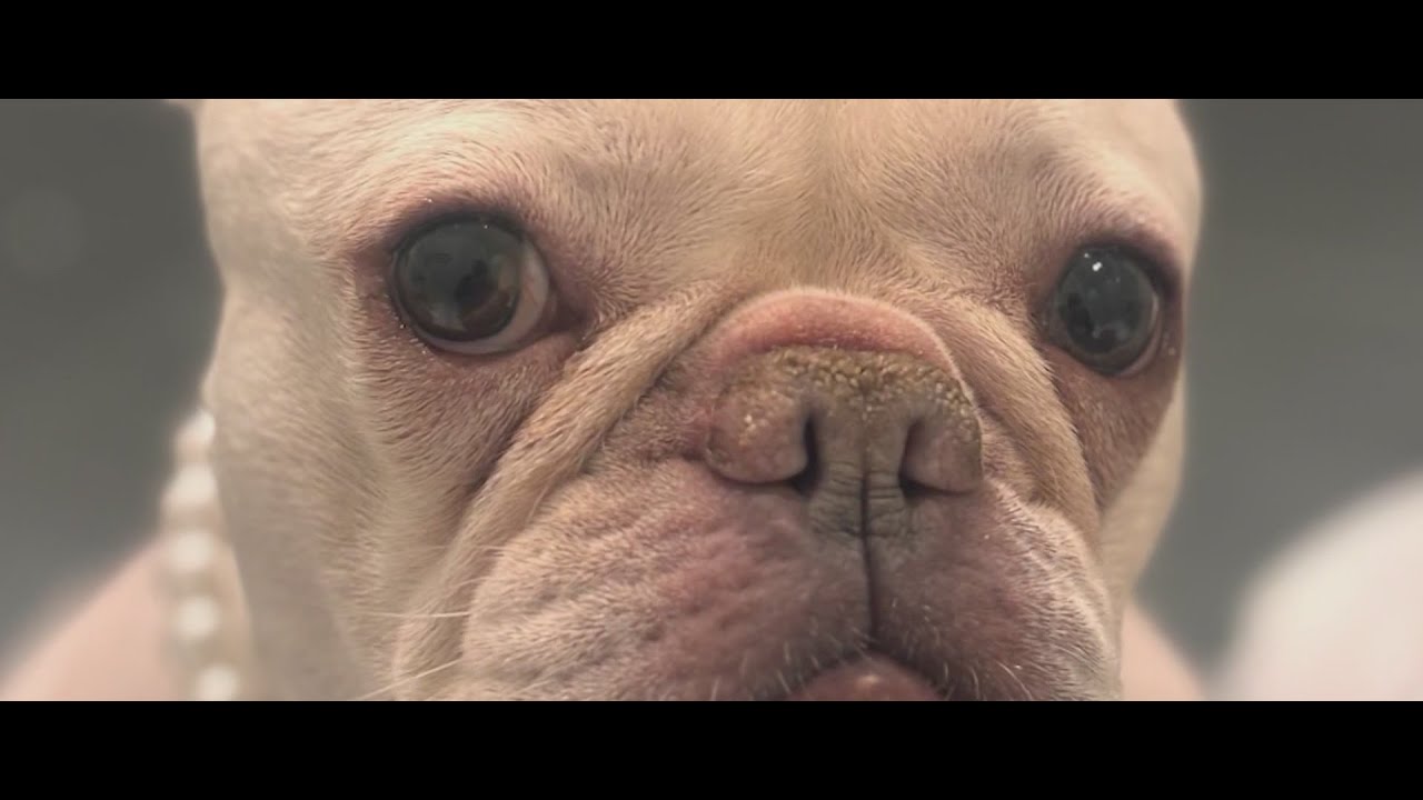 NYC nurse rescues stolen bulldog: ‘Love a happy ending’