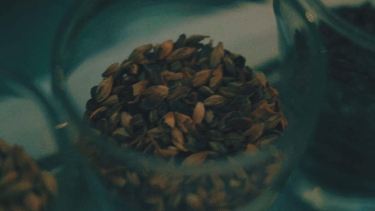 Brewers of Kingston
