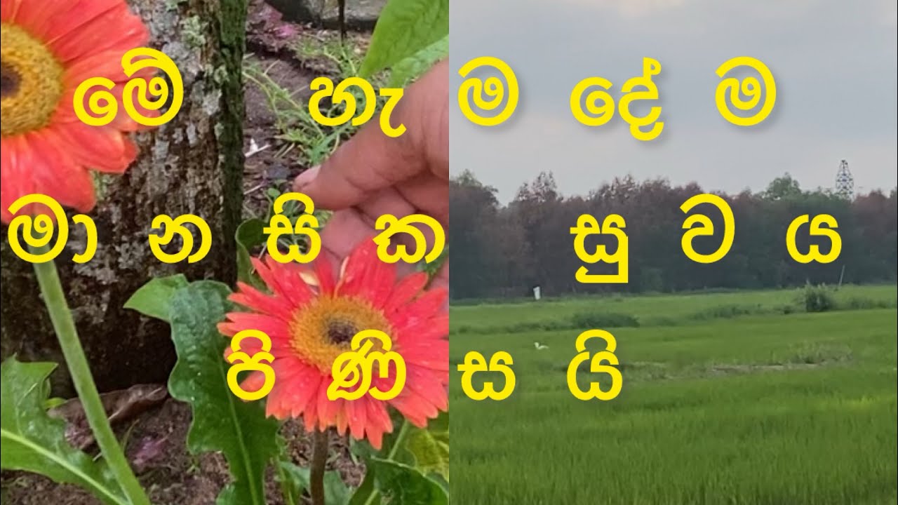 ජර්බරාස් අලුත් කරමුද ? 🤗🤗
