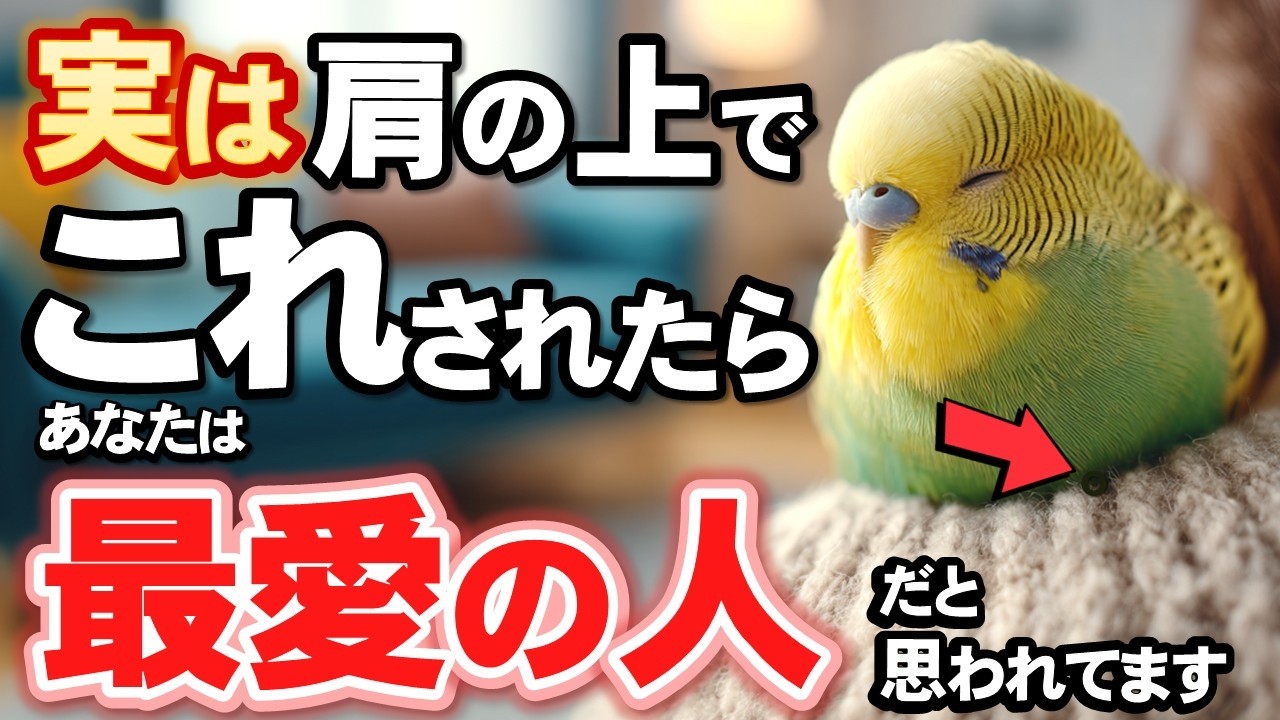 インコが大好きな人にだけ見せる７つの行動！ラストもっと信頼される方法を紹介