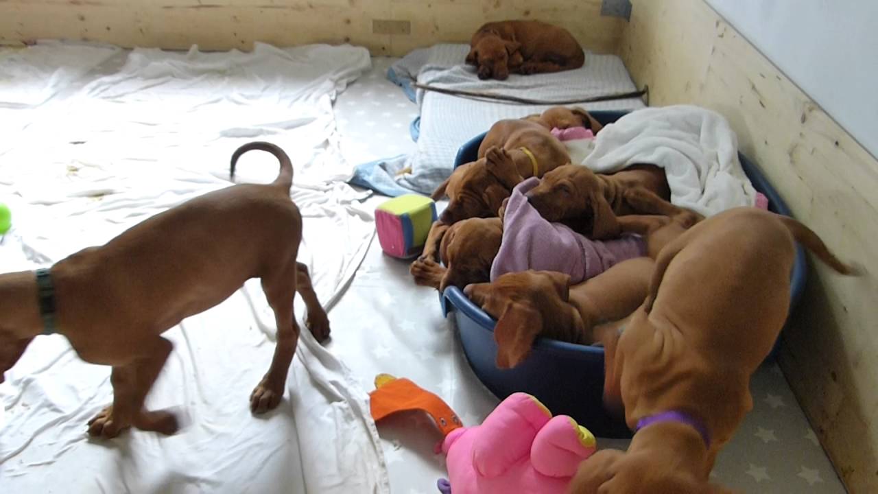 Lunas Welpen Magyar Vizsla 10.Woche Abschied von der Schwester