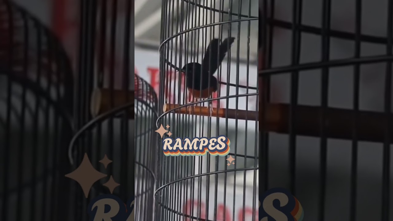 murai batu RAMPES milik om andri bolang. ngawi sf