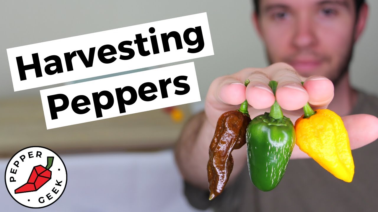 Harvesting Peppers - When To Pick Peppers (Jalapenos, Bell, Banana, Ghost & More)