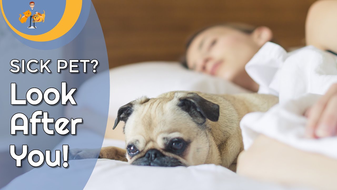 Avoid Caregiver Burden - You Need to Look After Yourself if Your Pet is Sick
