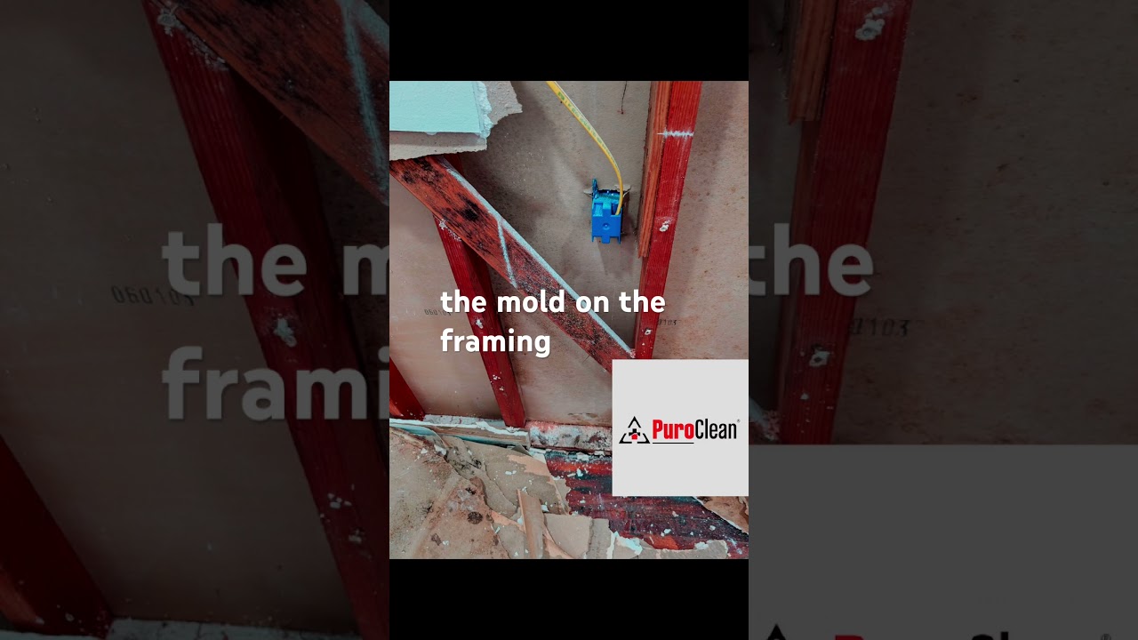 PuroClean of San Rafael fighting mold and water damage#puroclean #sparklingclean #cleanings