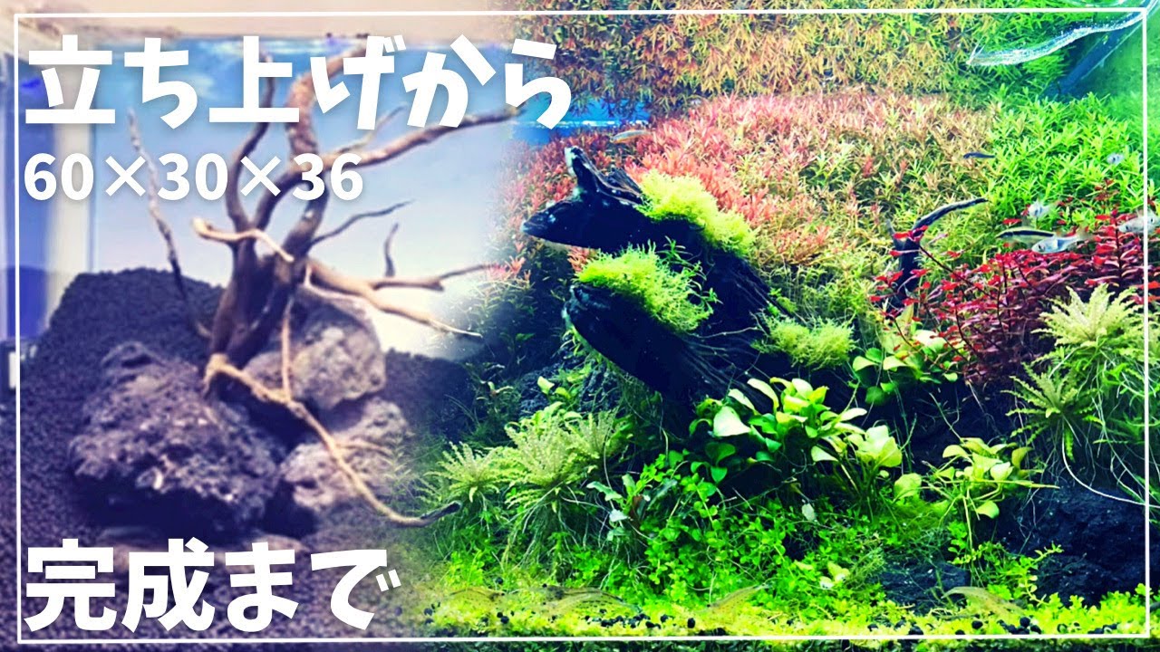 立ち上げから完成まで（水草レイアウト水槽）natureaquarium