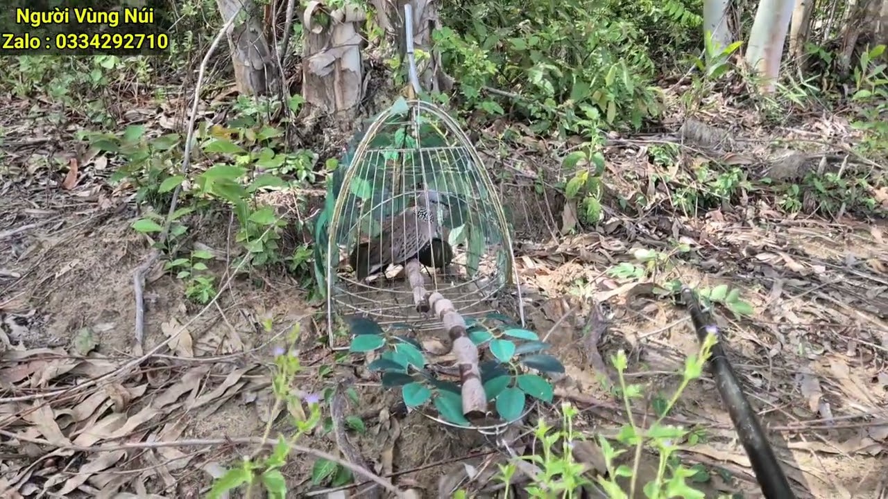 Cách Nhận Biết Cu Gáy Bể Không Chơi Mồi Được