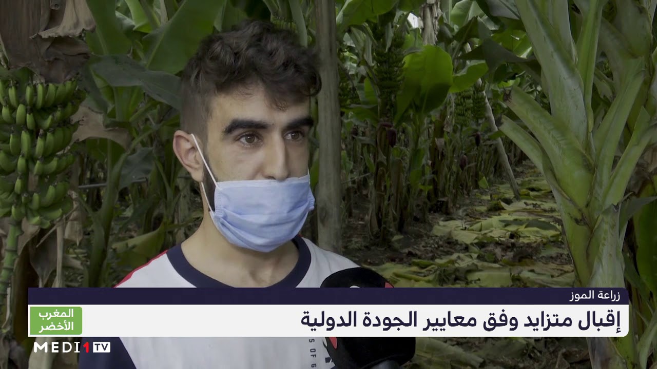 المغرب الأخضر .. إقبال متزايد على زراعة الموز وفق معايير الجودة العالية