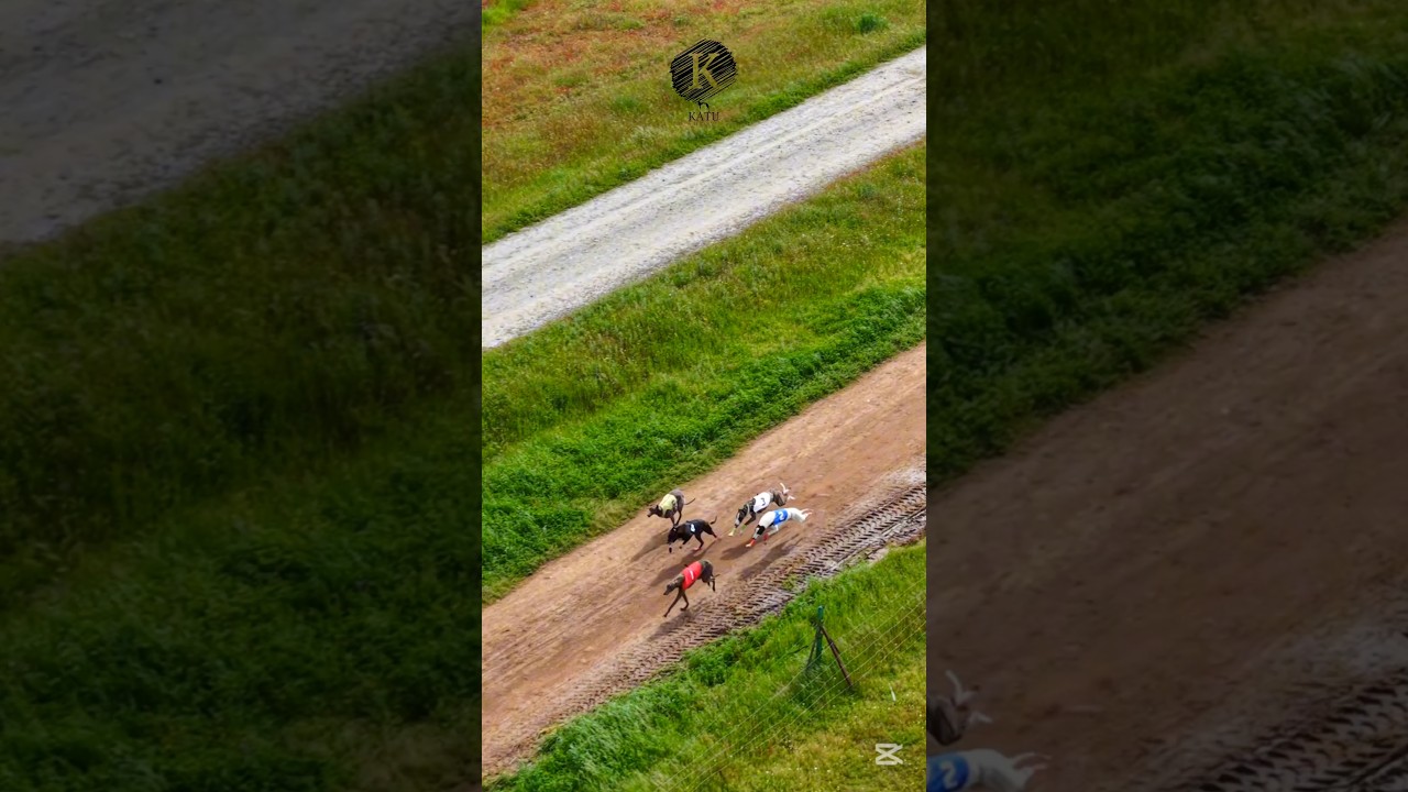 Carrera de galgos  2025  #galgos  #federaciongalgos #galgosdron #dji   #drongalgo  #katudron #drone