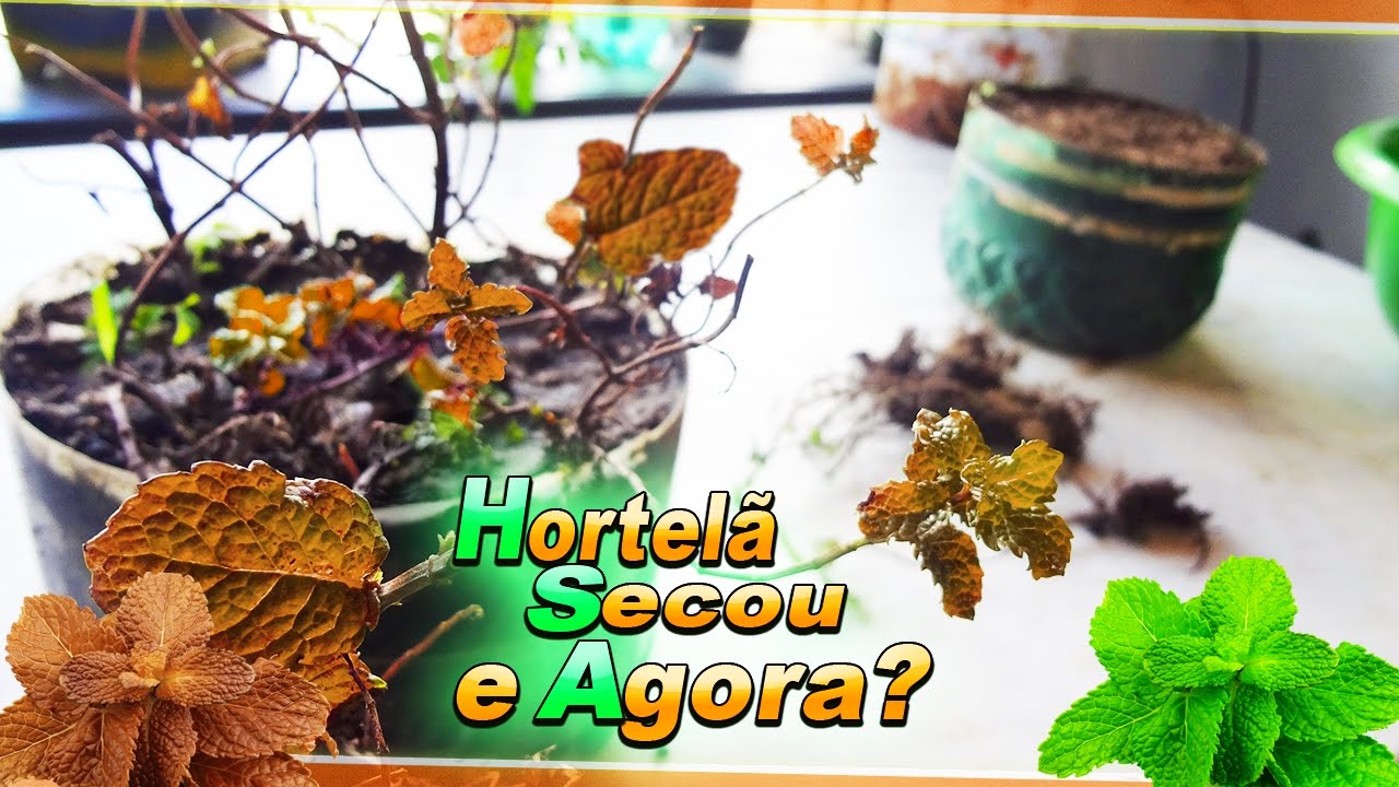 Hortelã O Que Fazer Quando Secar |Dicas e Cuidados|