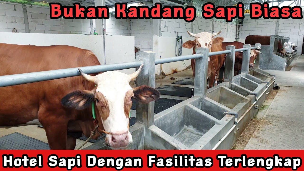 Kandang Sapi Modern 2021